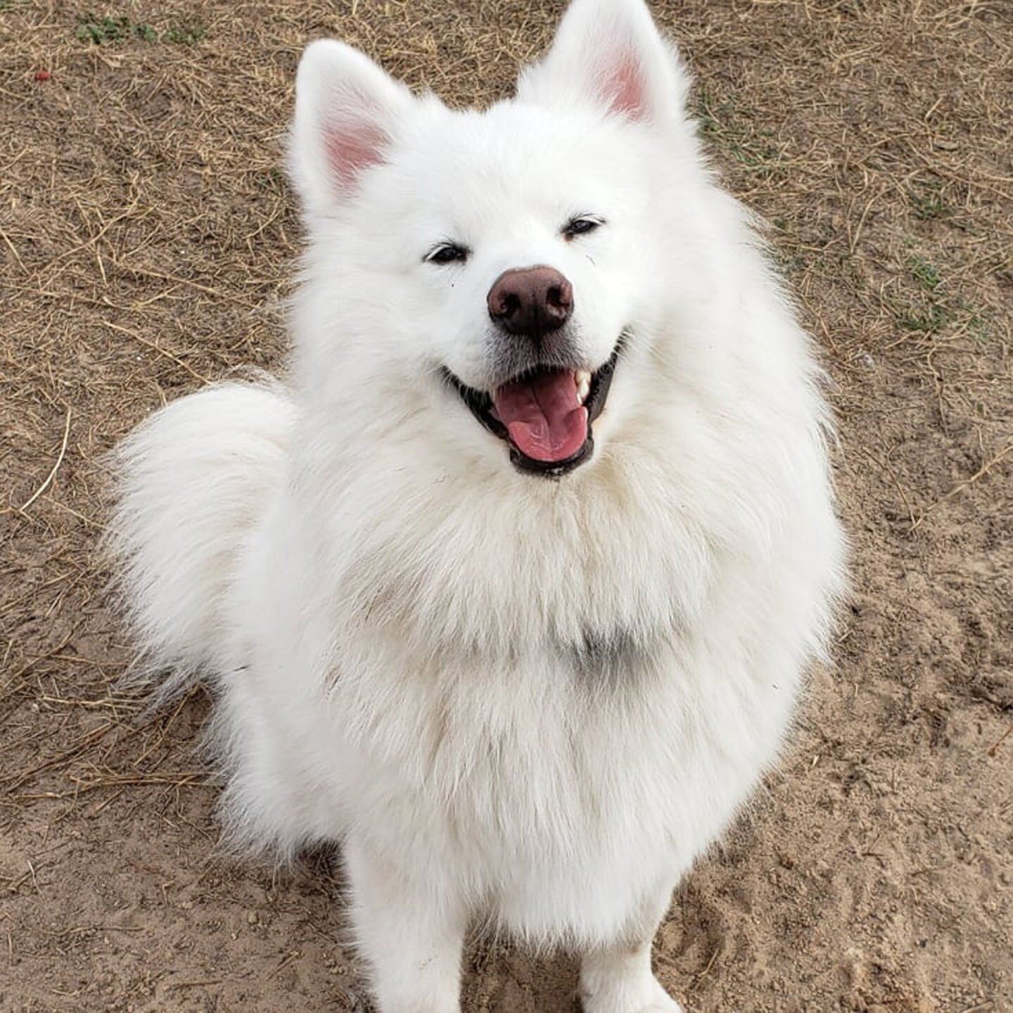 samoyed juno susan britton johnson.jpg